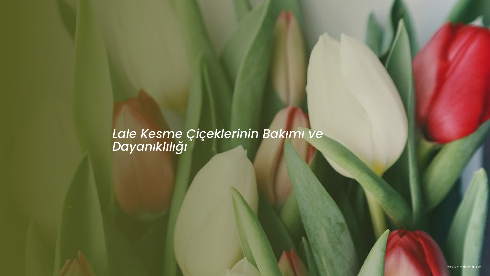 Lale Kesme Çiçeklerinin Bakımı ve Dayanıklılığı