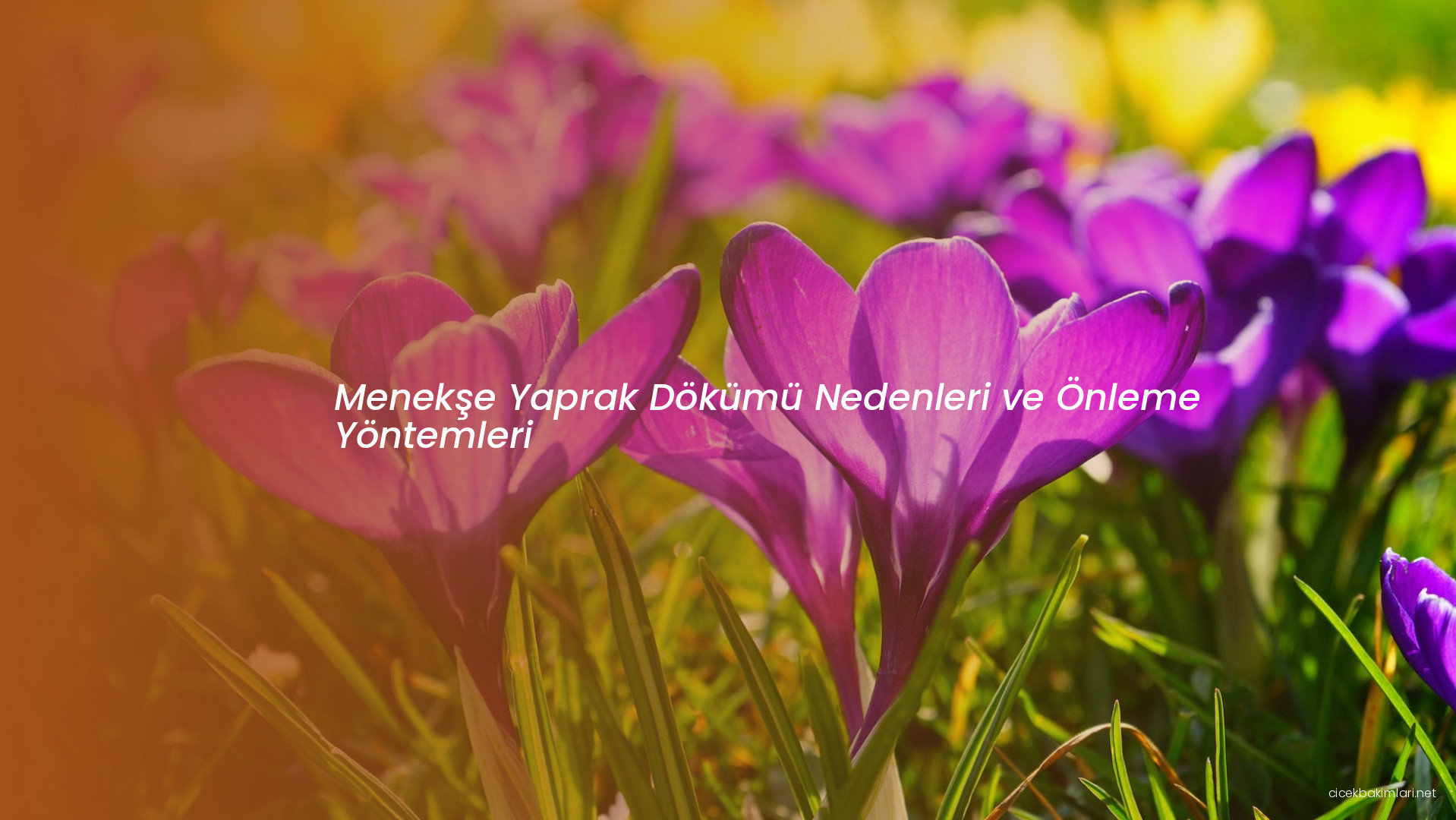 Menekşe Yaprak Dökümü Nedenleri ve Önleme Yöntemleri