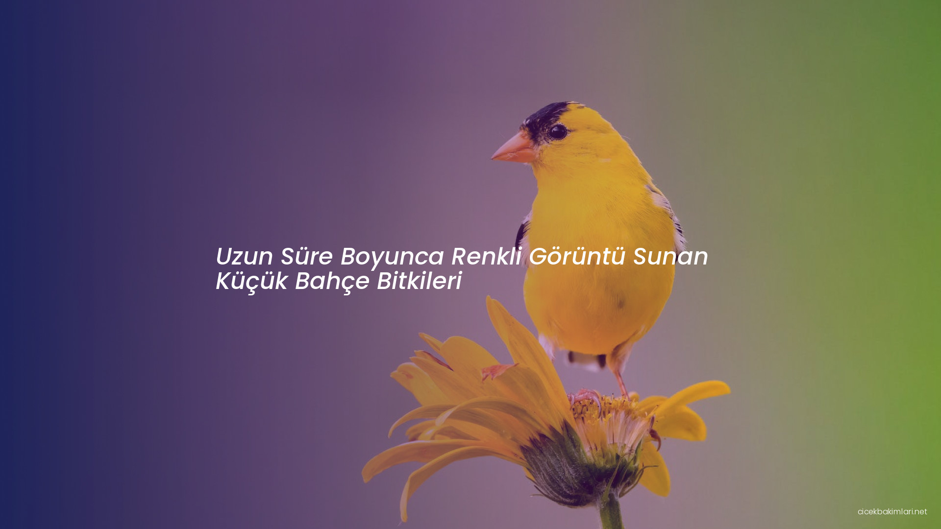 Uzun Süre Boyunca Renkli Görüntü Sunan Küçük Bahçe Bitkileri