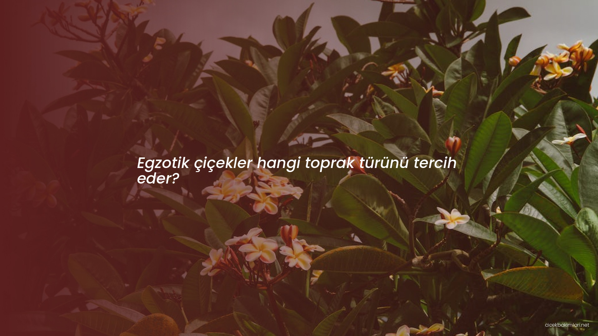 Egzotik çiçekler hangi toprak türünü tercih eder?