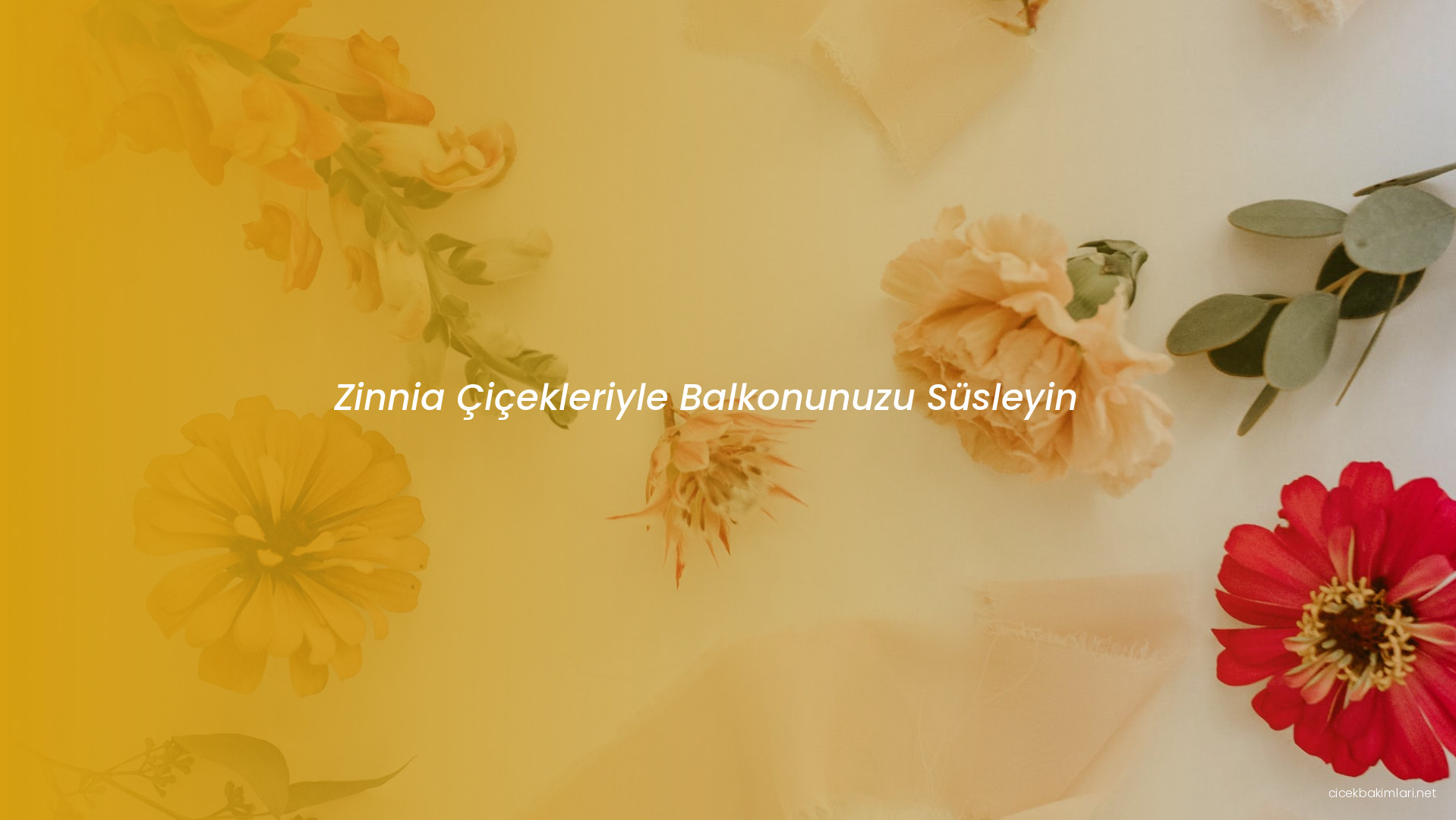 Zinnia Çiçekleriyle Balkonunuzu Süsleyin