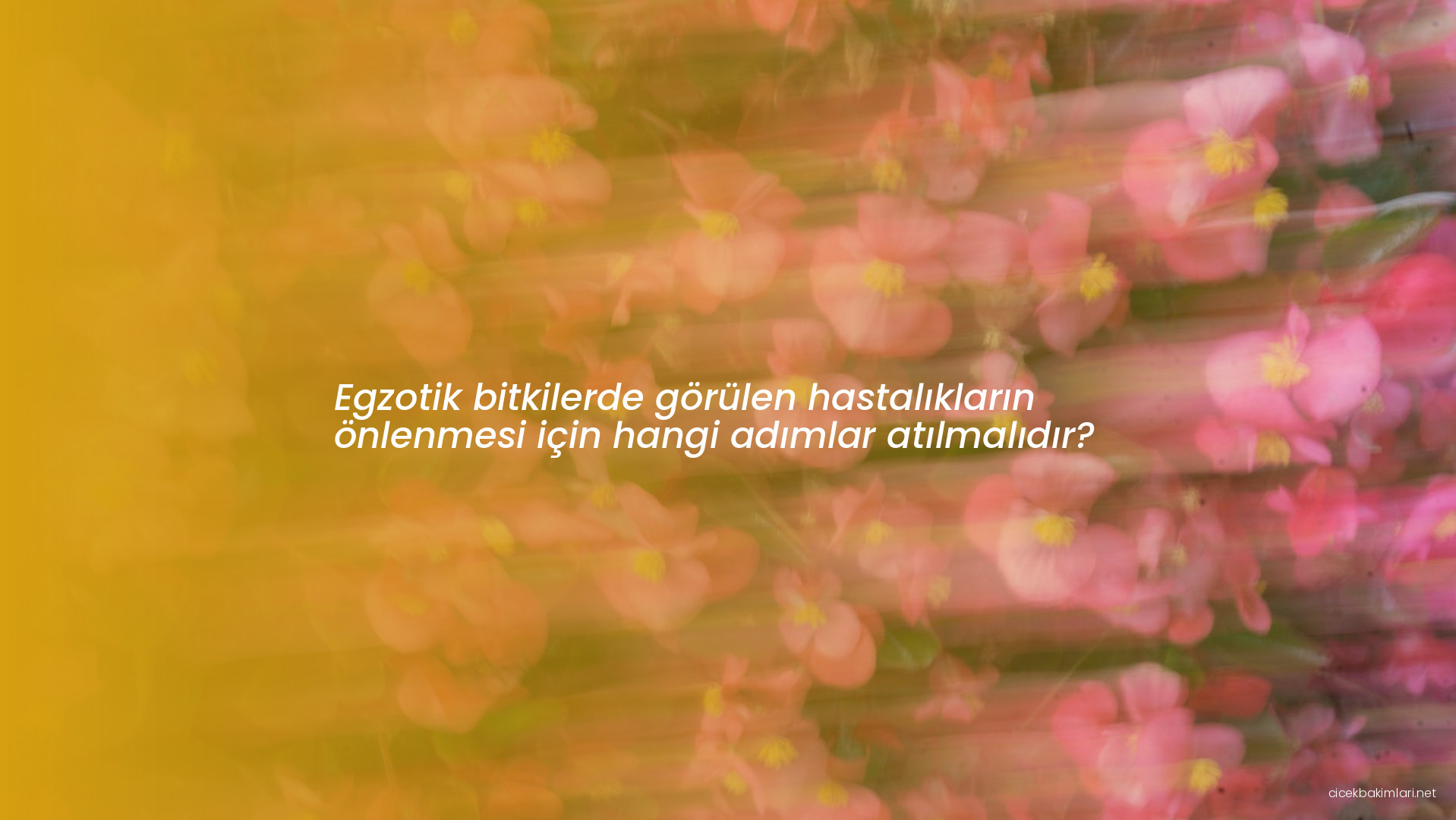 Egzotik bitkilerde görülen hastalıkların önlenmesi için hangi adımlar atılmalıdır?