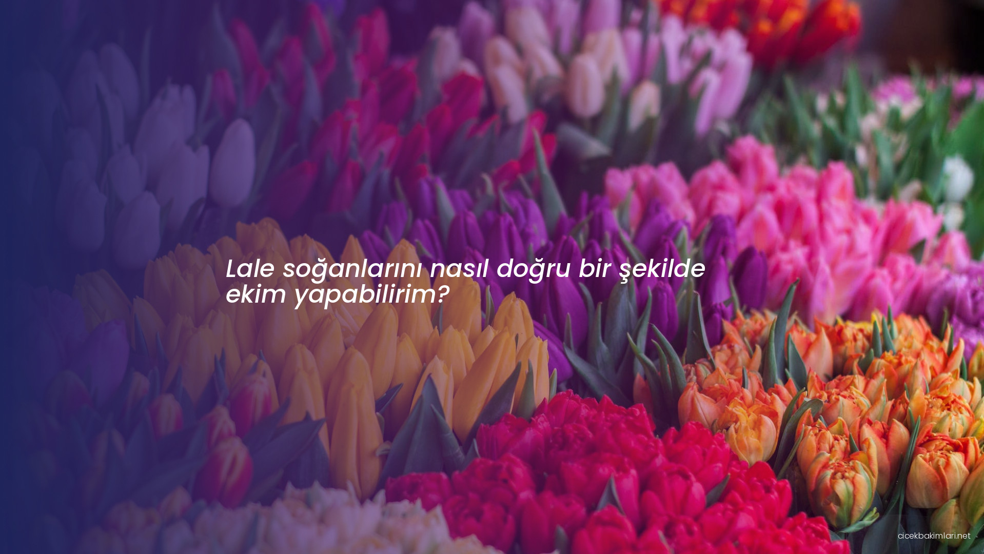 Lale soğanlarını nasıl doğru bir şekilde ekim yapabilirim?