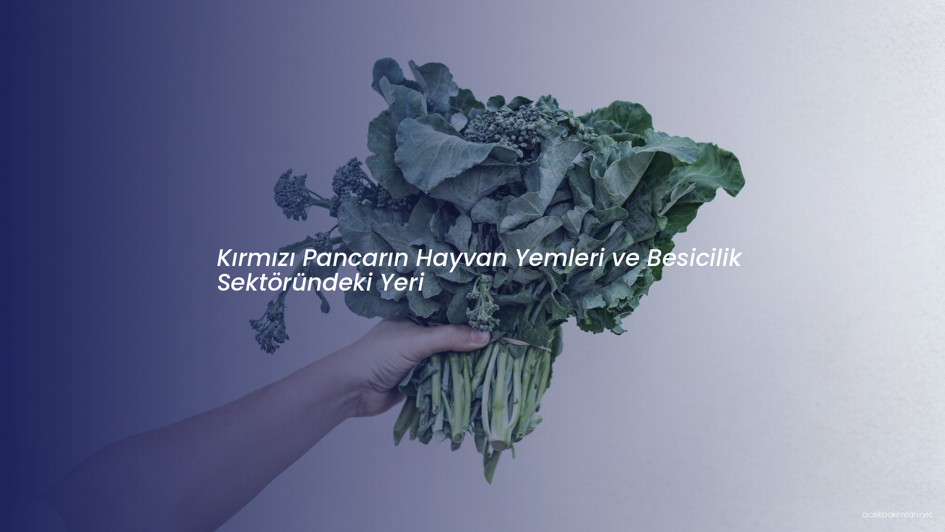 Kırmızı Pancarın Hayvan Yemleri ve Besicilik Sektöründeki Yeri