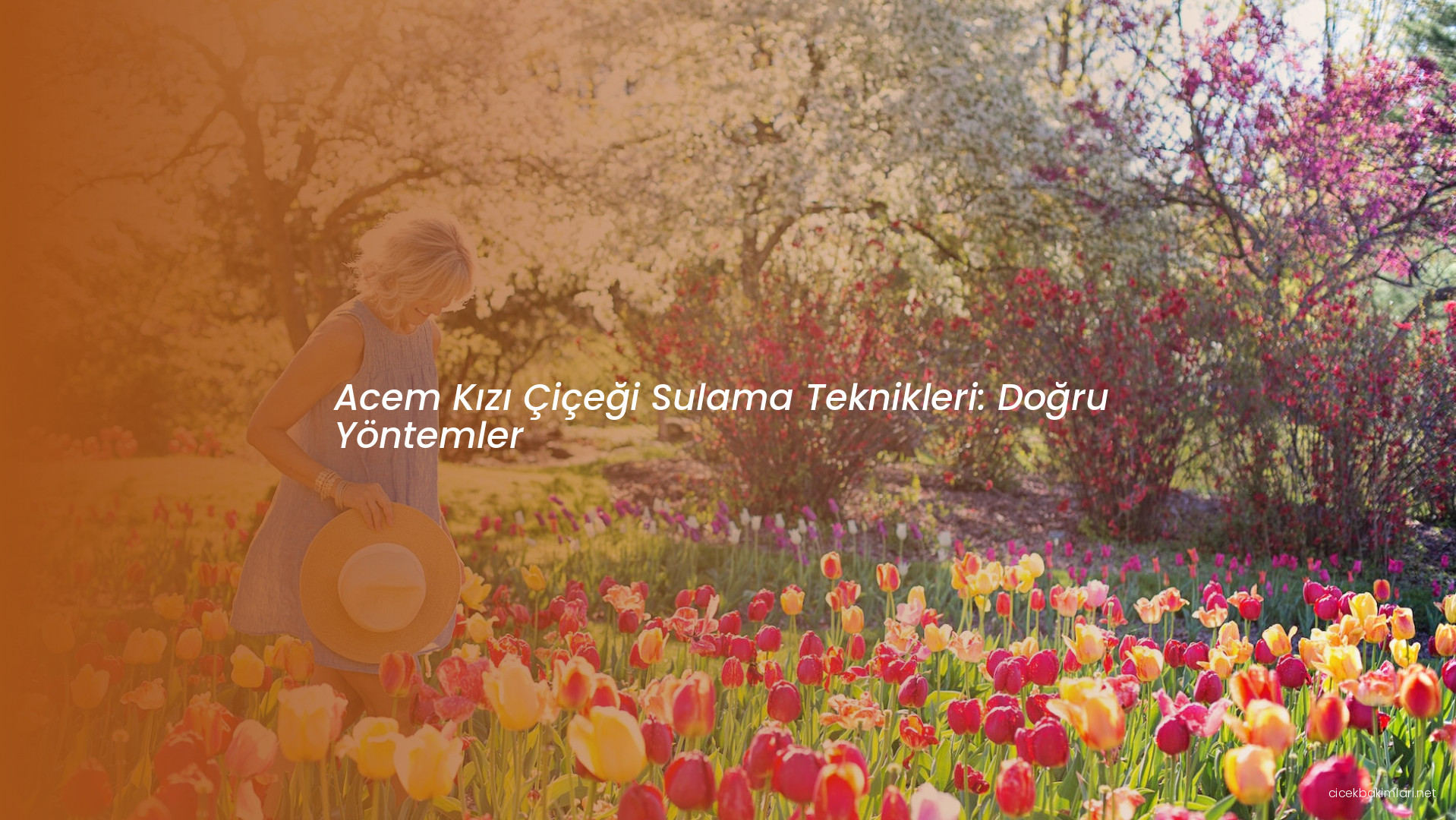 Acem Kızı Çiçeği Sulama Teknikleri: Doğru Yöntemler