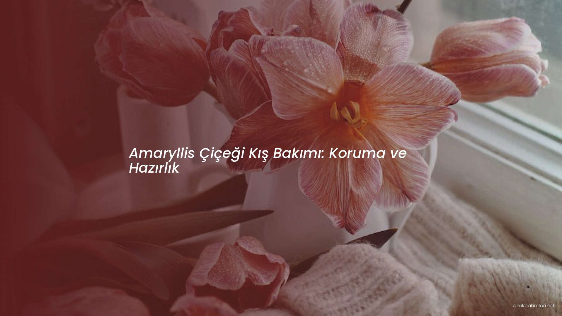 Amaryllis Çiçeği Kış Bakımı: Koruma ve Hazırlık