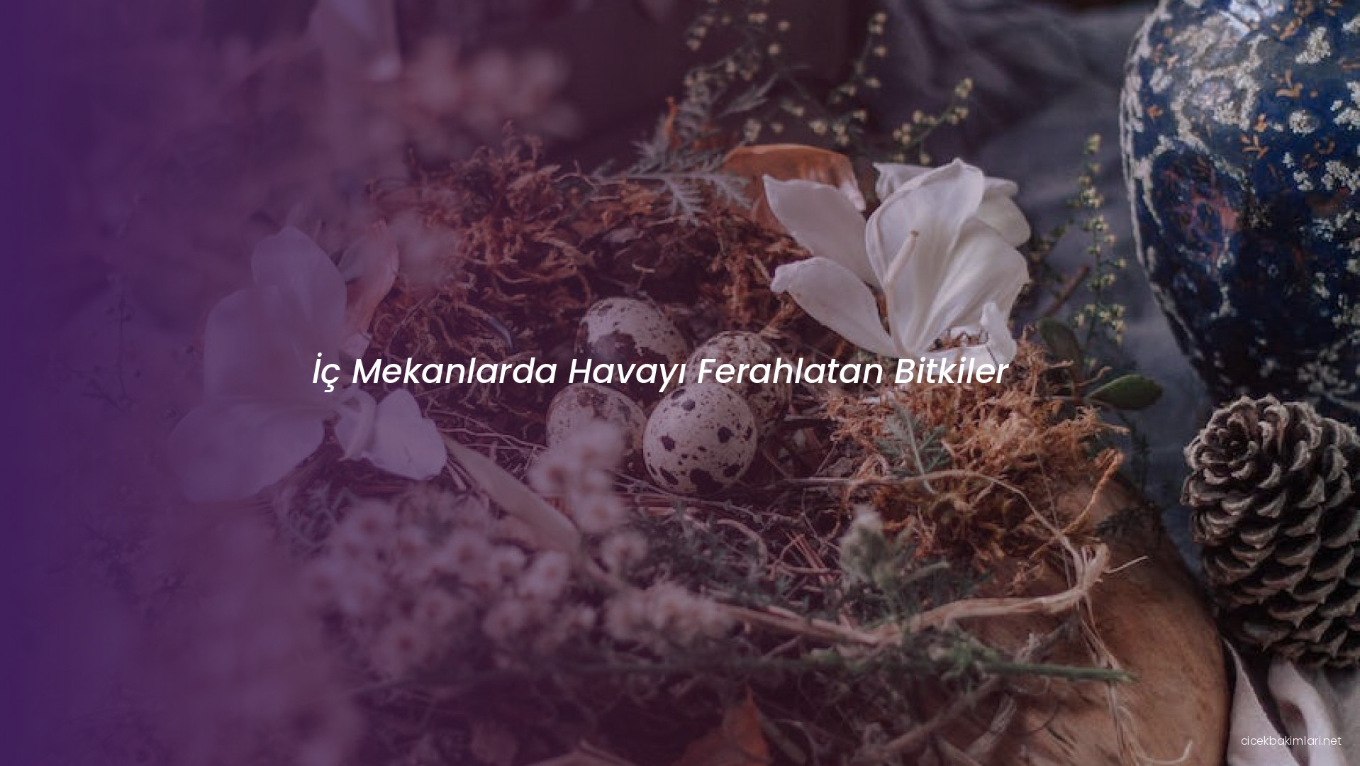 İç Mekanlarda Havayı Ferahlatan Bitkiler