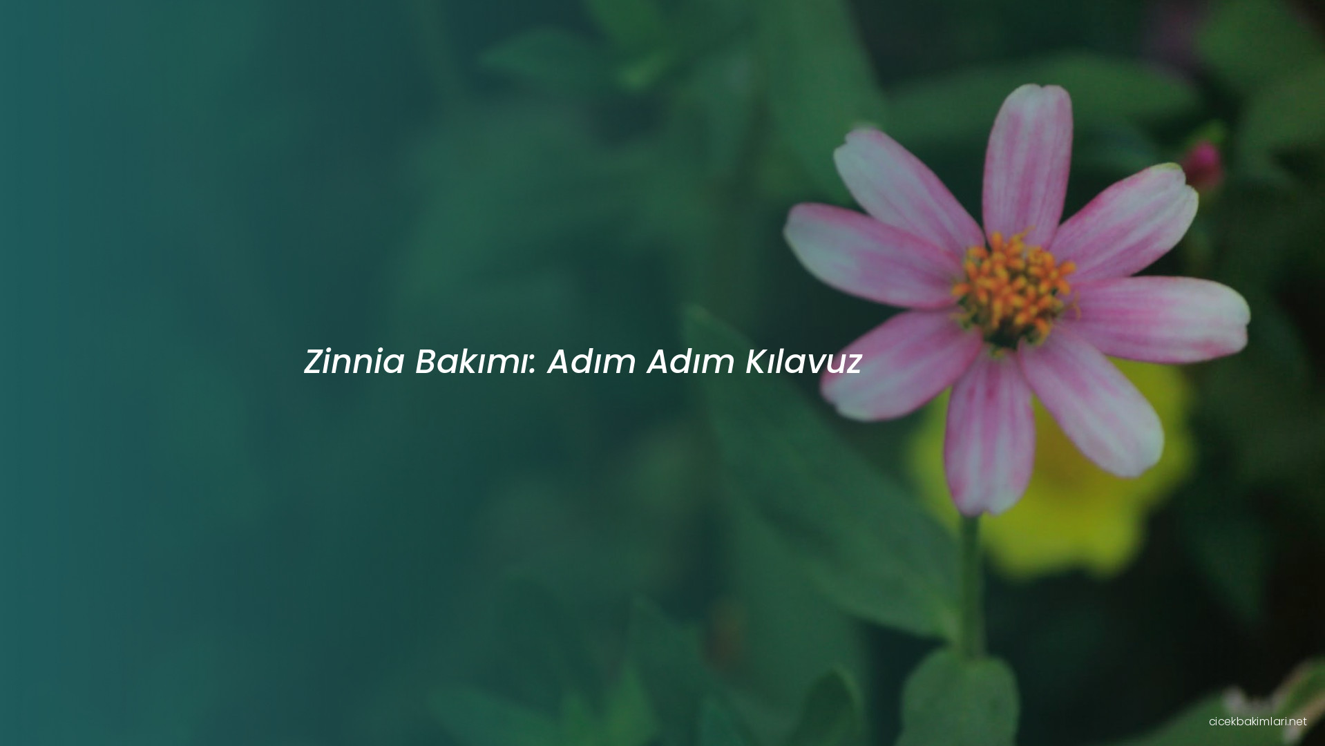 Zinnia Bakımı: Adım Adım Kılavuz