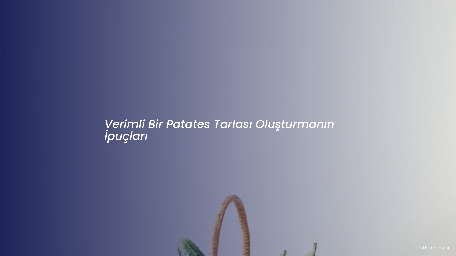 Verimli Bir Patates Tarlası Oluşturmanın İpuçları