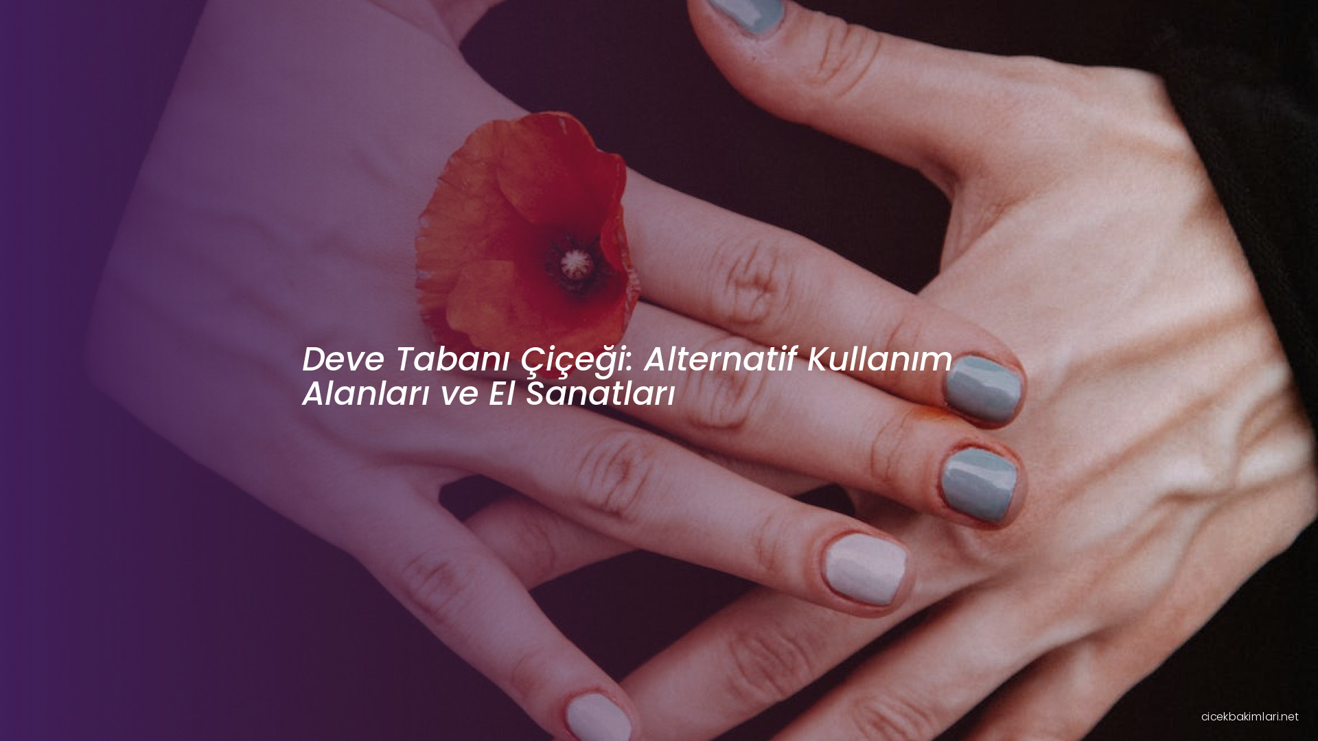 Deve Tabanı Çiçeği: Alternatif Kullanım Alanları ve El Sanatları
