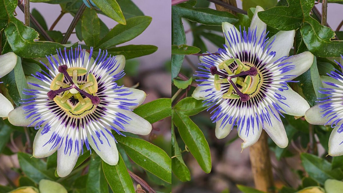 Passiflora Bakımında Güneş Işığından Nasıl Yararlanılır?