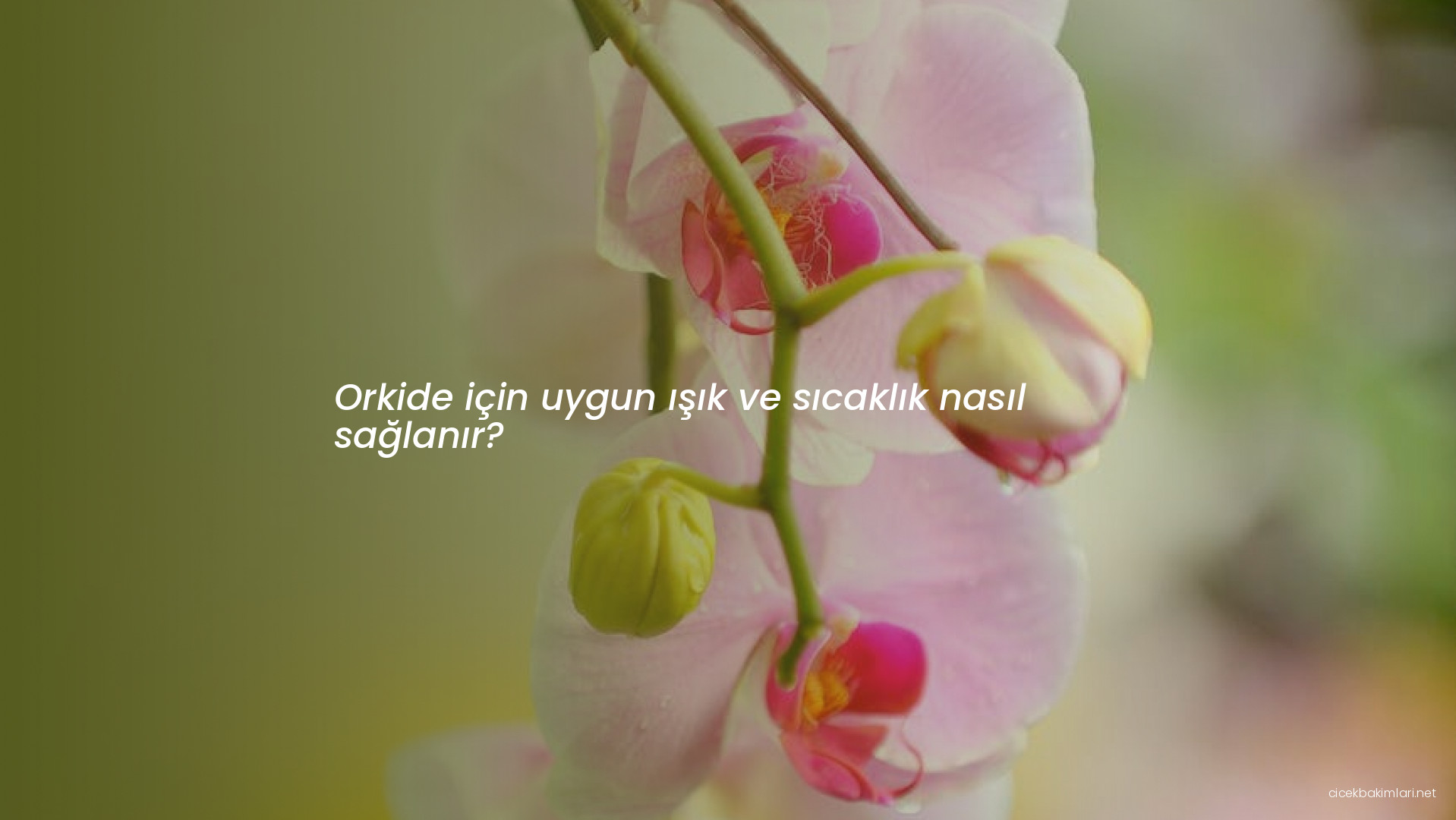 Orkide için uygun ışık ve sıcaklık nasıl sağlanır?