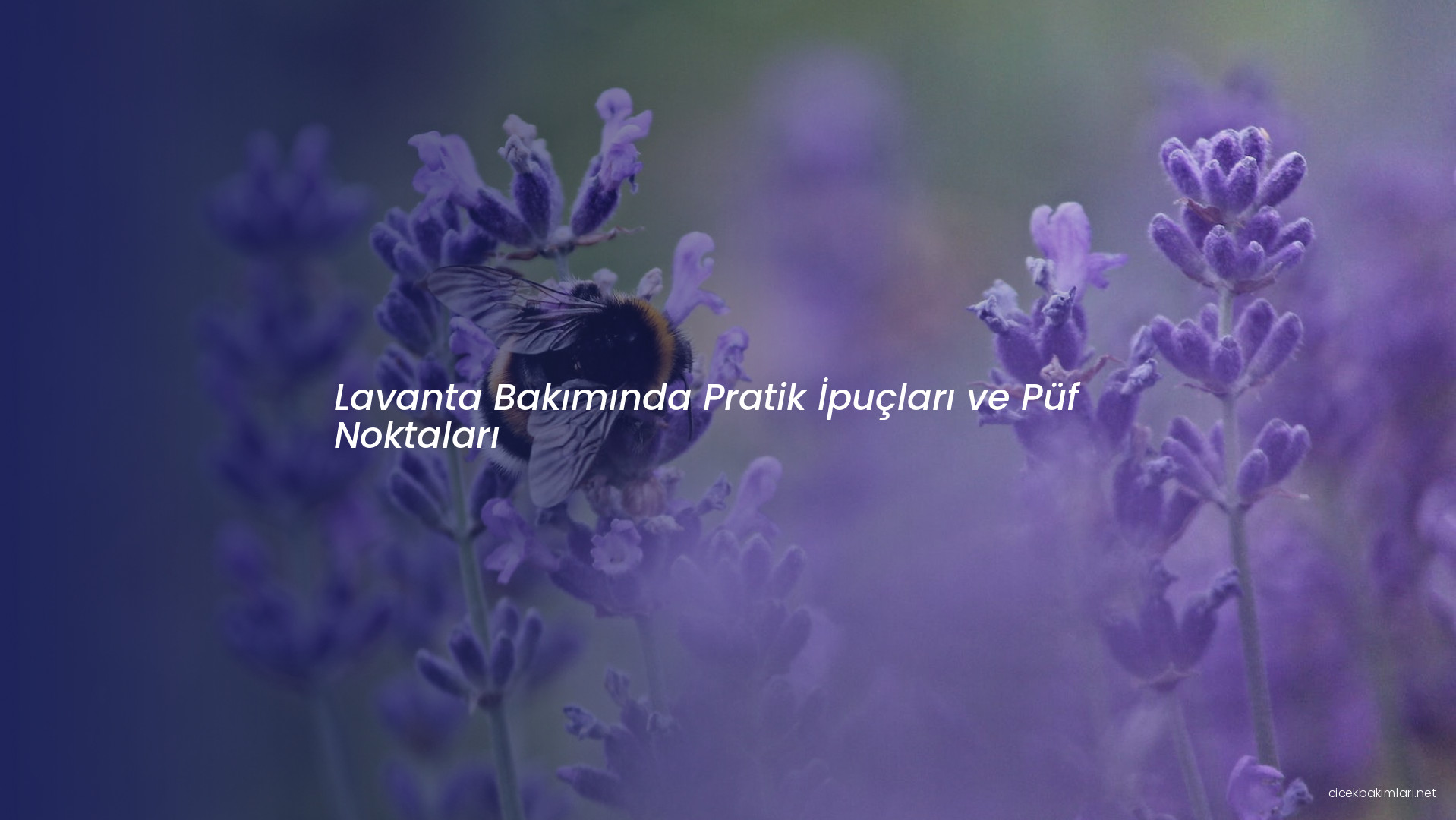 Lavanta Bakımında Pratik İpuçları ve Püf Noktaları