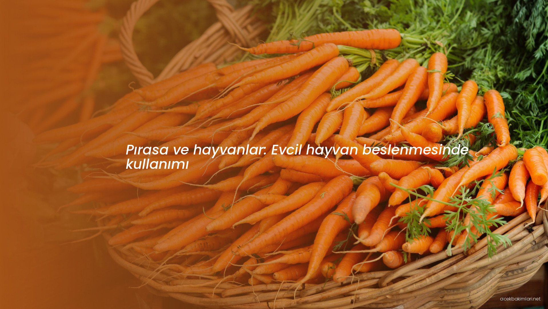 Pırasa ve hayvanlar: Evcil hayvan beslenmesinde kullanımı