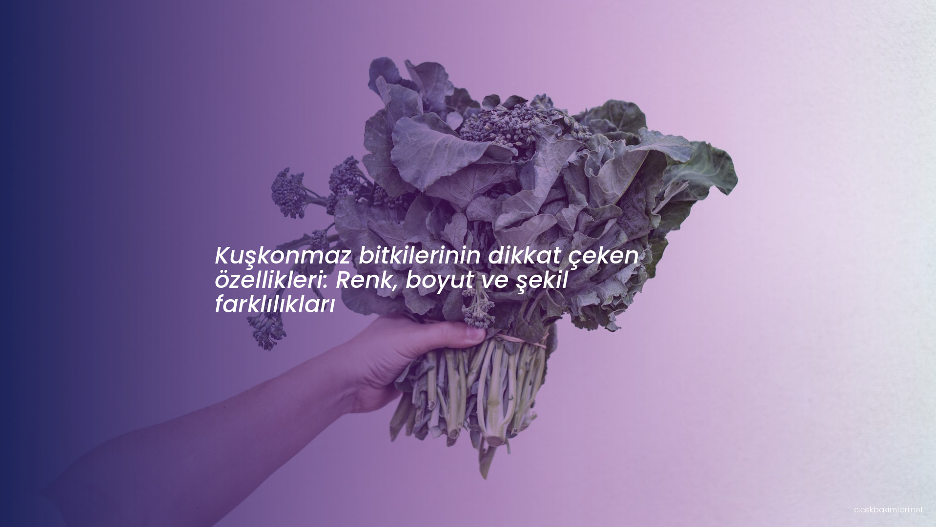 Kuşkonmaz bitkilerinin dikkat çeken özellikleri: Renk, boyut ve şekil farklılıkları