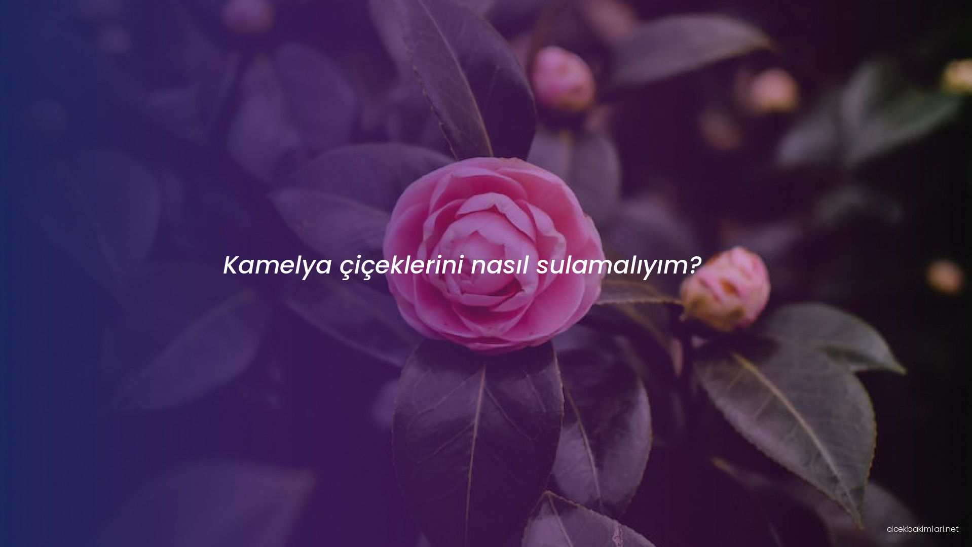Kamelya çiçeklerini nasıl sulamalıyım?