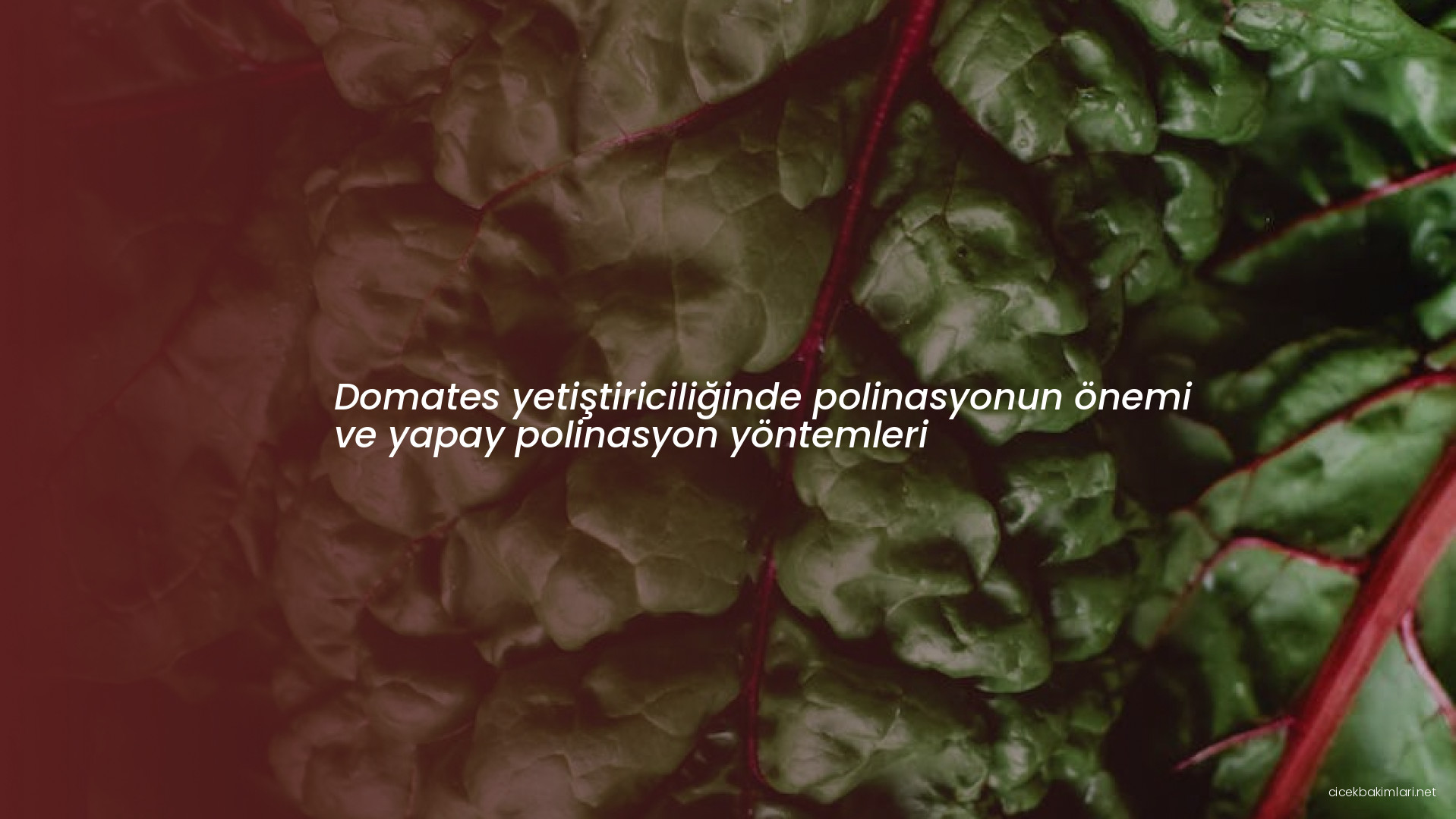 Domates yetiştiriciliğinde polinasyonun önemi ve yapay polinasyon yöntemleri