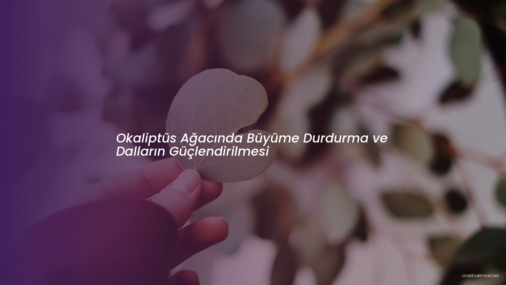 Okaliptüs Ağacında Büyüme Durdurma ve Dalların Güçlendirilmesi