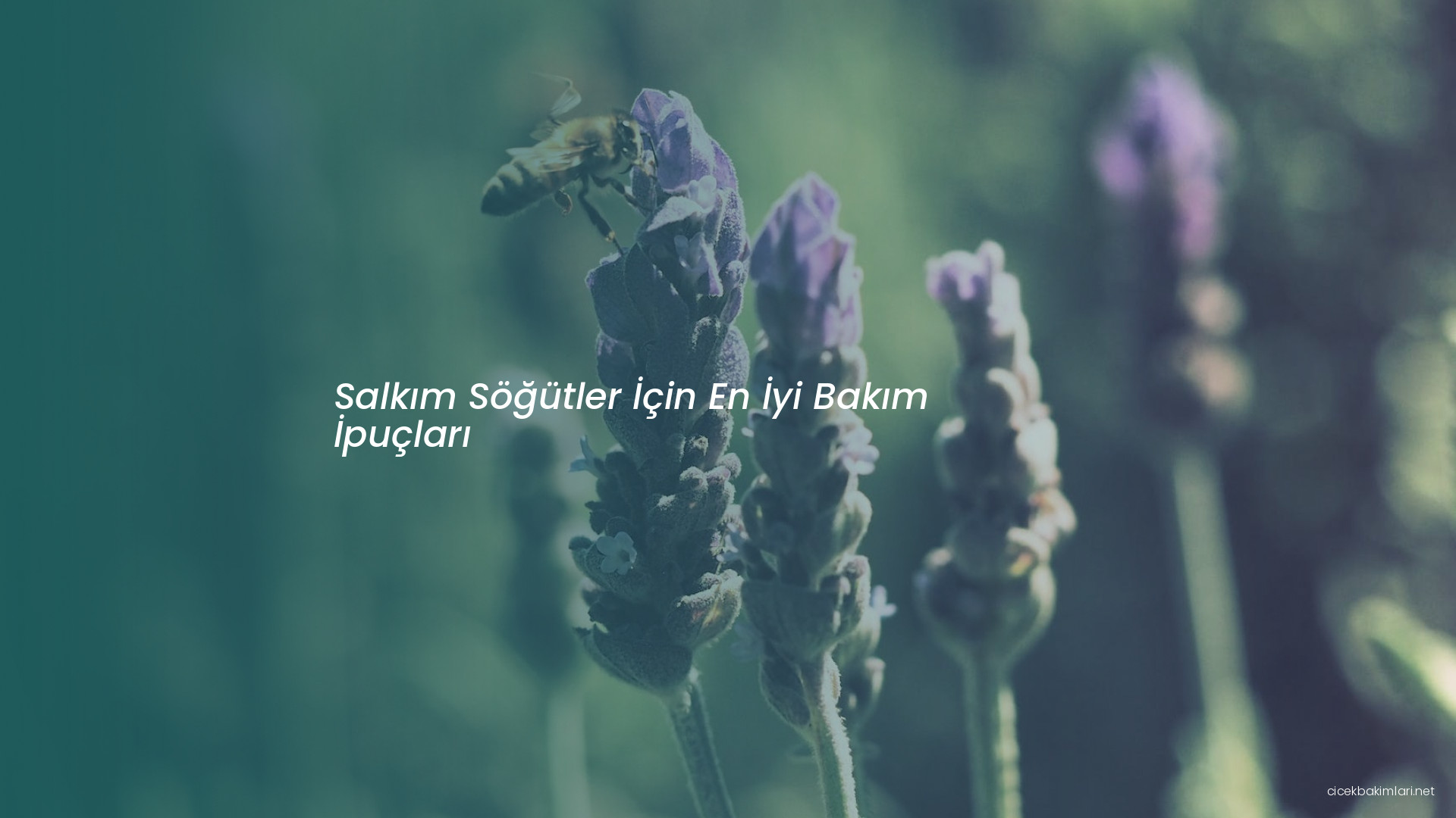 Salkım Söğütler İçin En İyi Bakım İpuçları