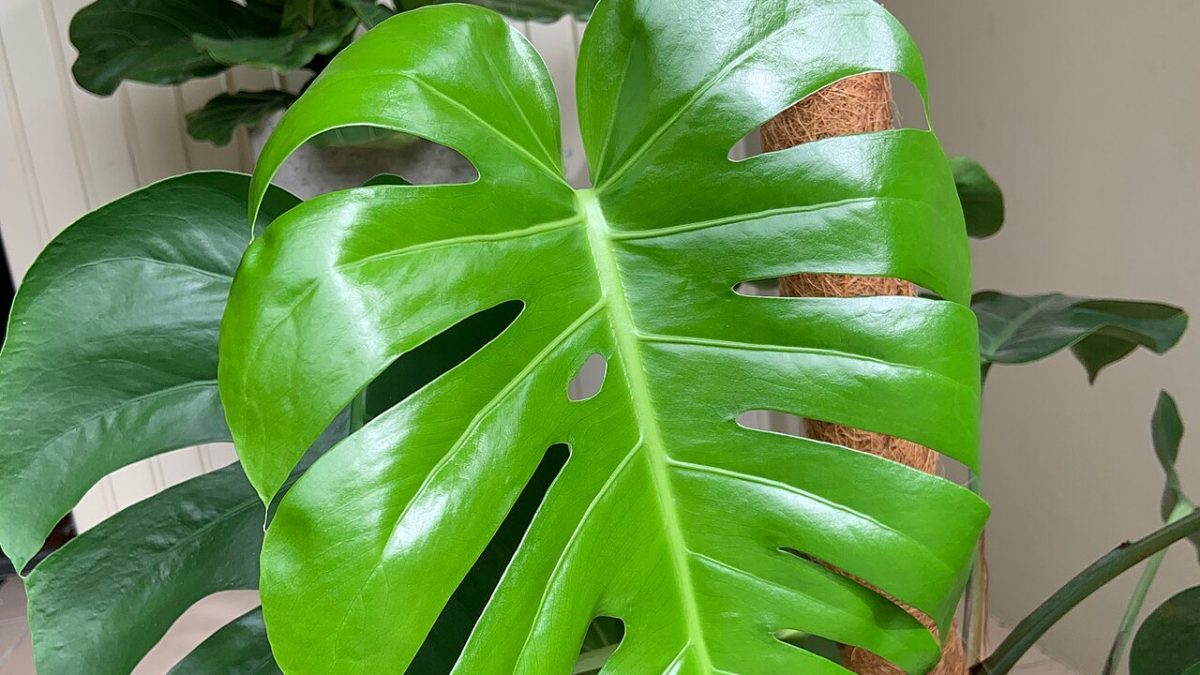 Deve Tabanı (Monstera)
