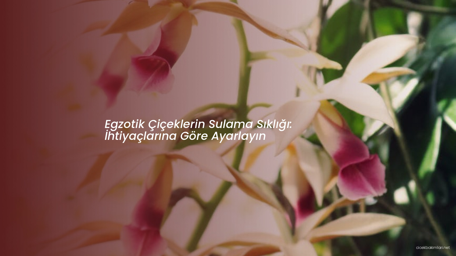 Egzotik Çiçeklerin Sulama Sıklığı: İhtiyaçlarına Göre Ayarlayın