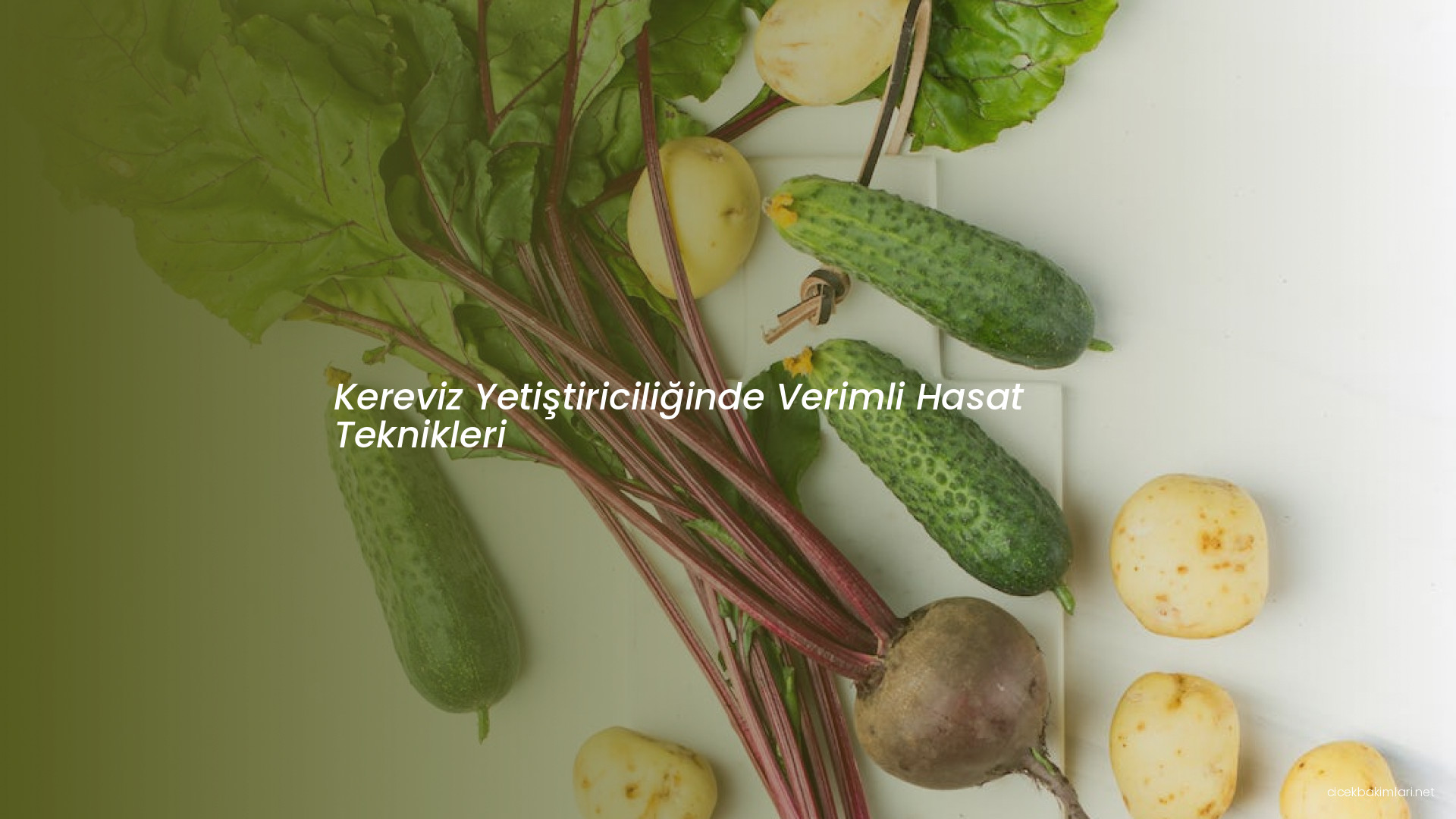 Kereviz Yetiştiriciliğinde Verimli Hasat Teknikleri