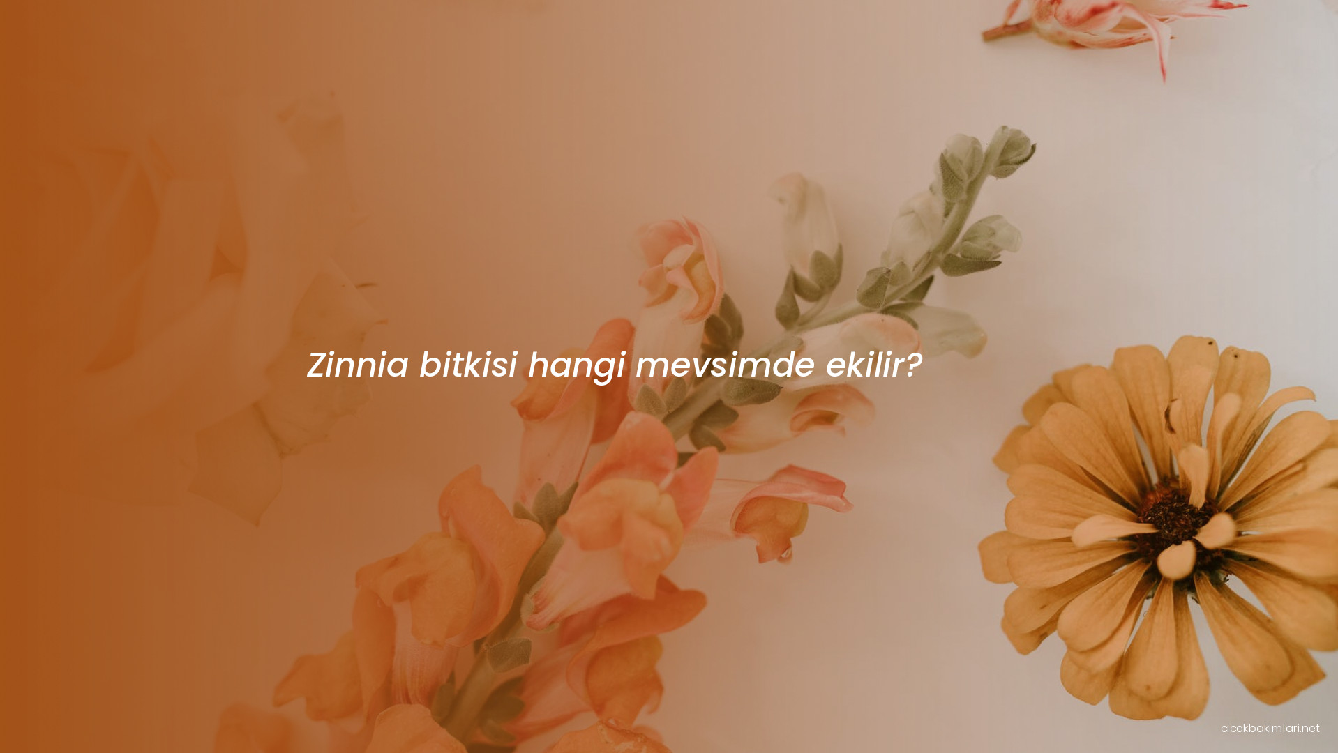 Zinnia bitkisi hangi mevsimde ekilir?
