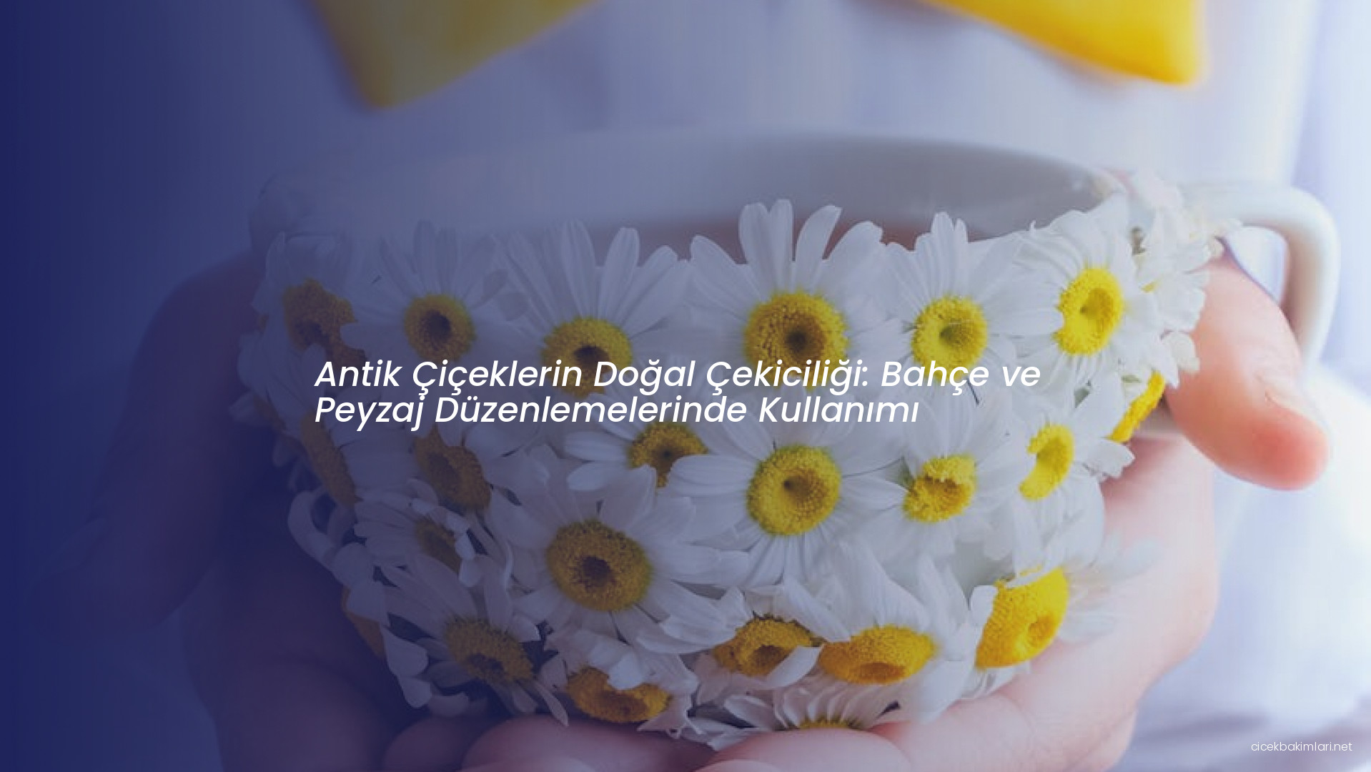 Antik Çiçeklerin Doğal Çekiciliği: Bahçe ve Peyzaj Düzenlemelerinde Kullanımı