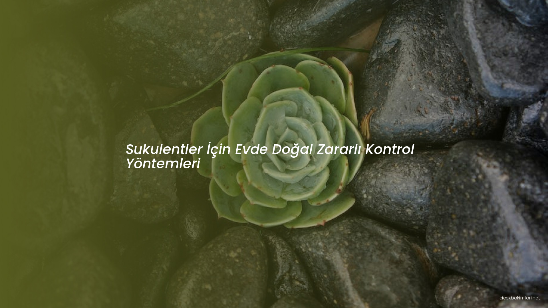 Sukulentler İçin Evde Doğal Zararlı Kontrol Yöntemleri