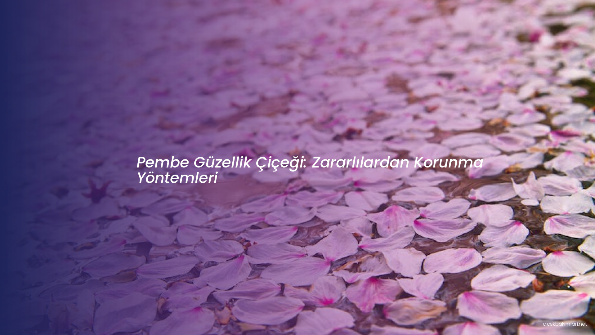 Pembe Güzellik Çiçeği: Zararlılardan Korunma Yöntemleri