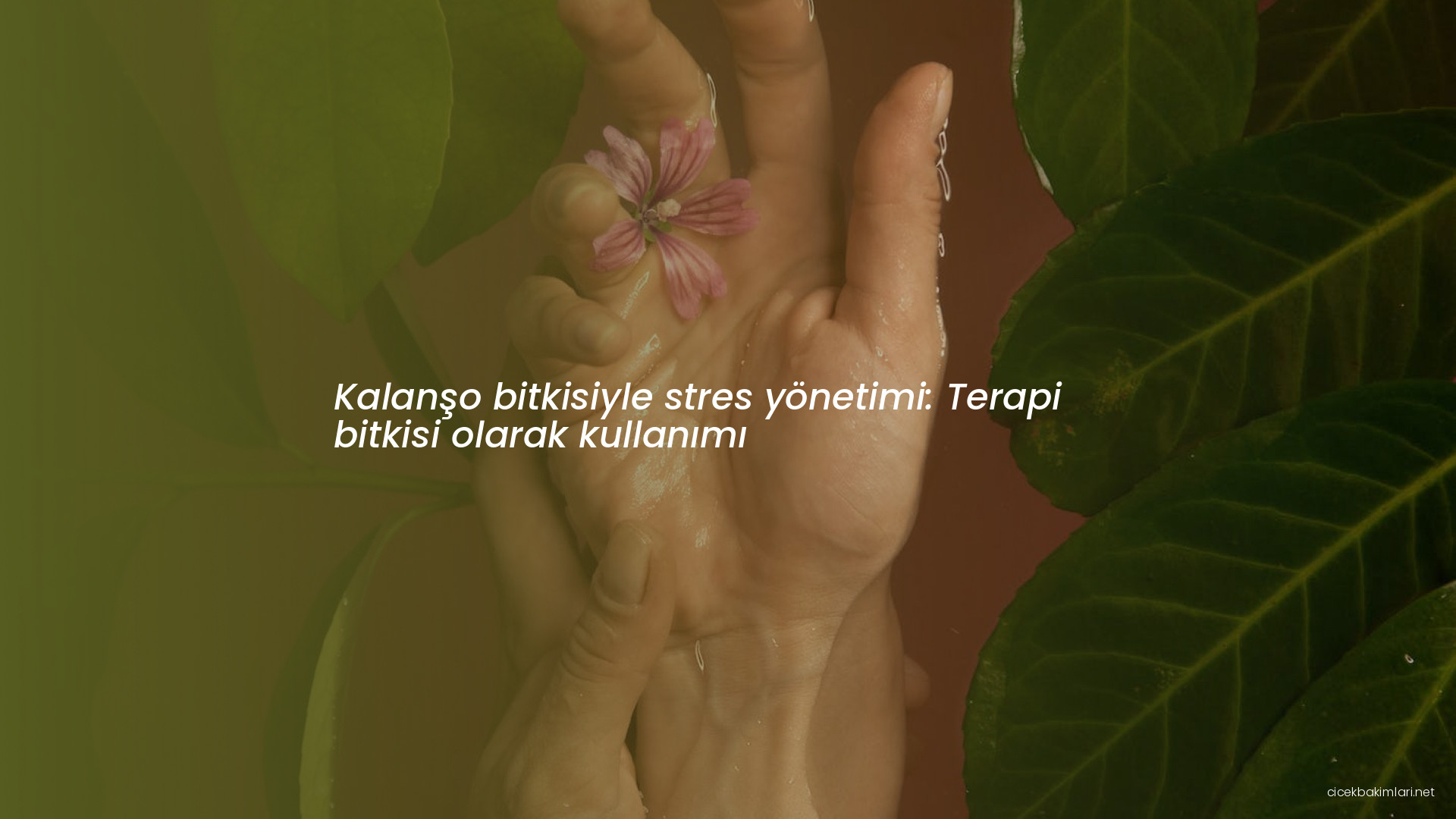 Kalanşo bitkisiyle stres yönetimi: Terapi bitkisi olarak kullanımı