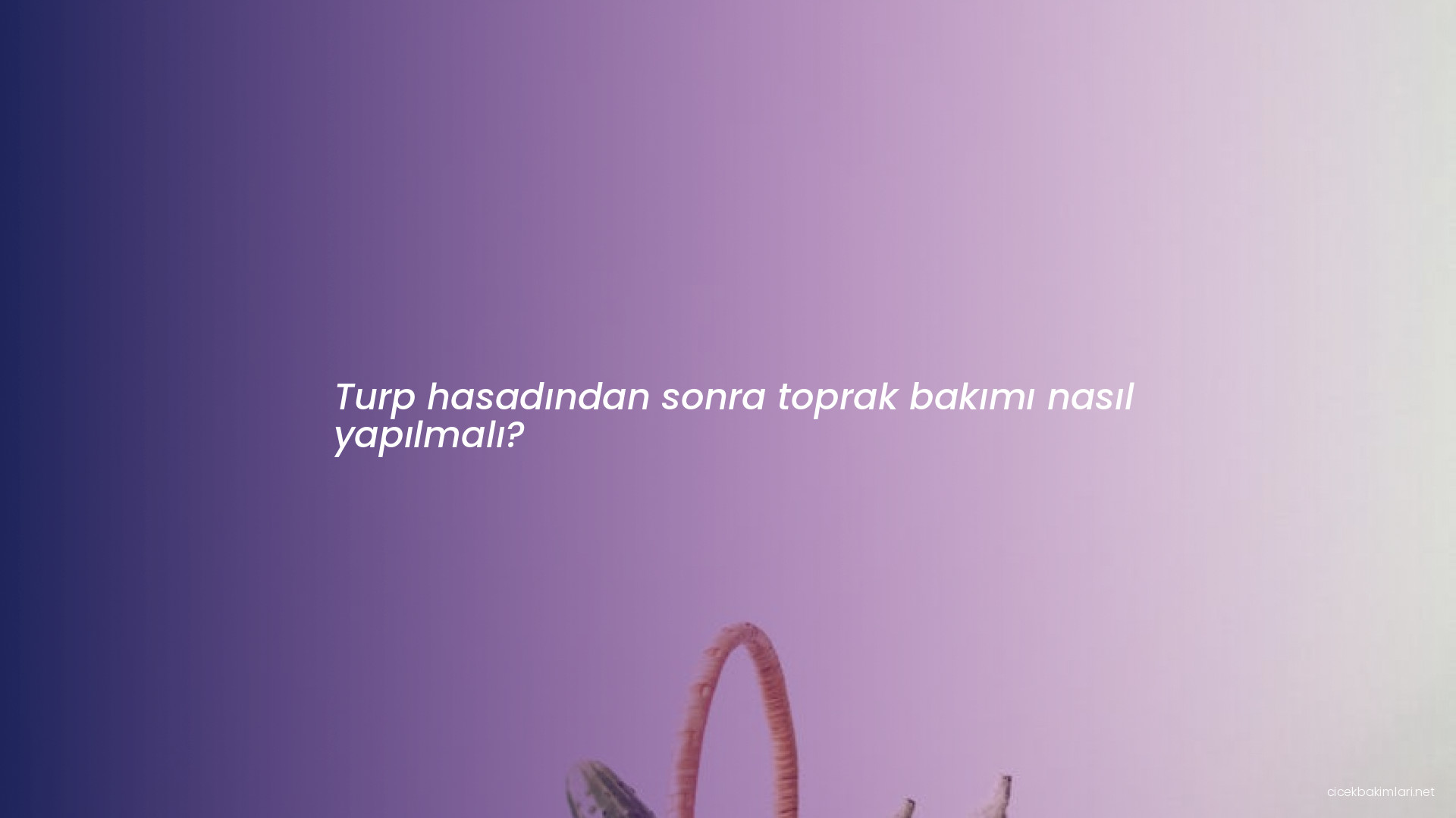 Turp hasadından sonra toprak bakımı nasıl yapılmalı?