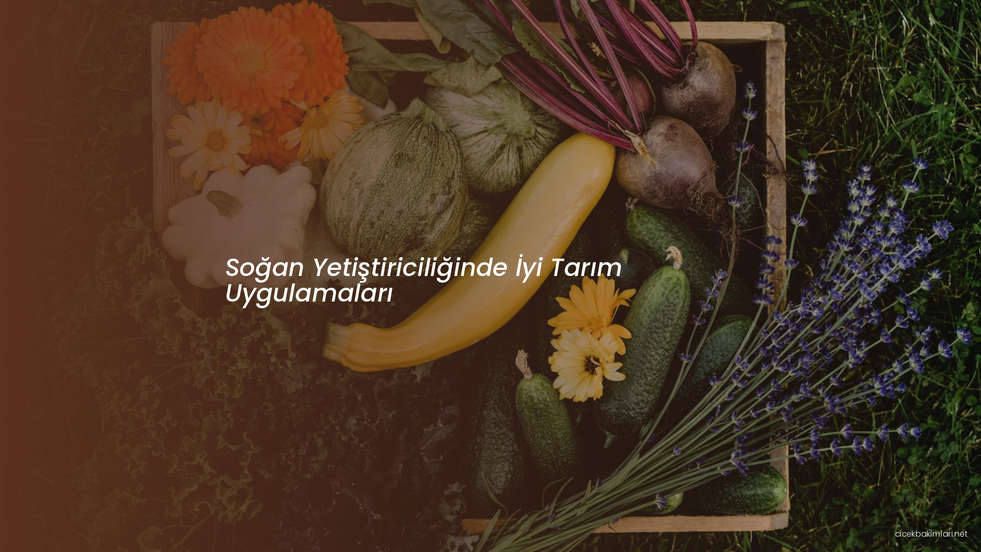 Soğan Yetiştiriciliğinde İyi Tarım Uygulamaları