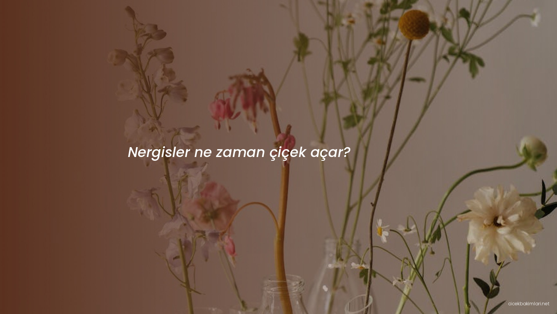 Nergisler ne zaman çiçek açar?