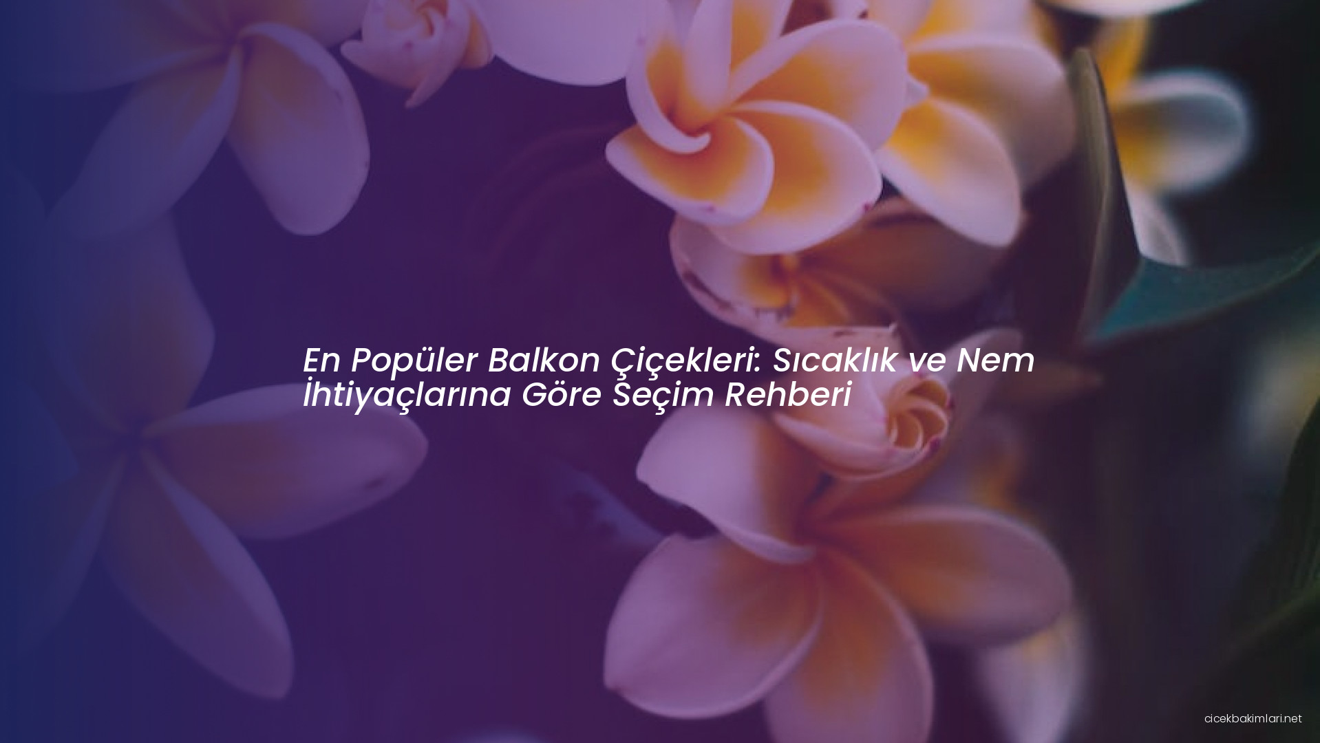 En Popüler Balkon Çiçekleri: Sıcaklık ve Nem İhtiyaçlarına Göre Seçim Rehberi