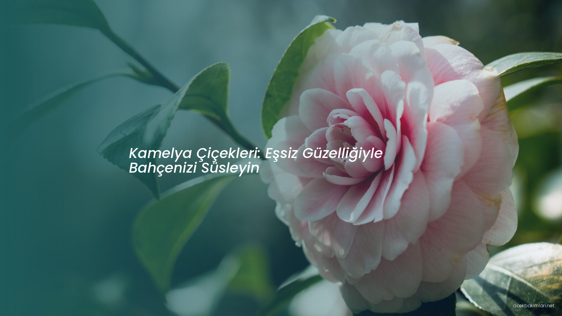 Kamelya Çiçekleri: Eşsiz Güzelliğiyle Bahçenizi Süsleyin