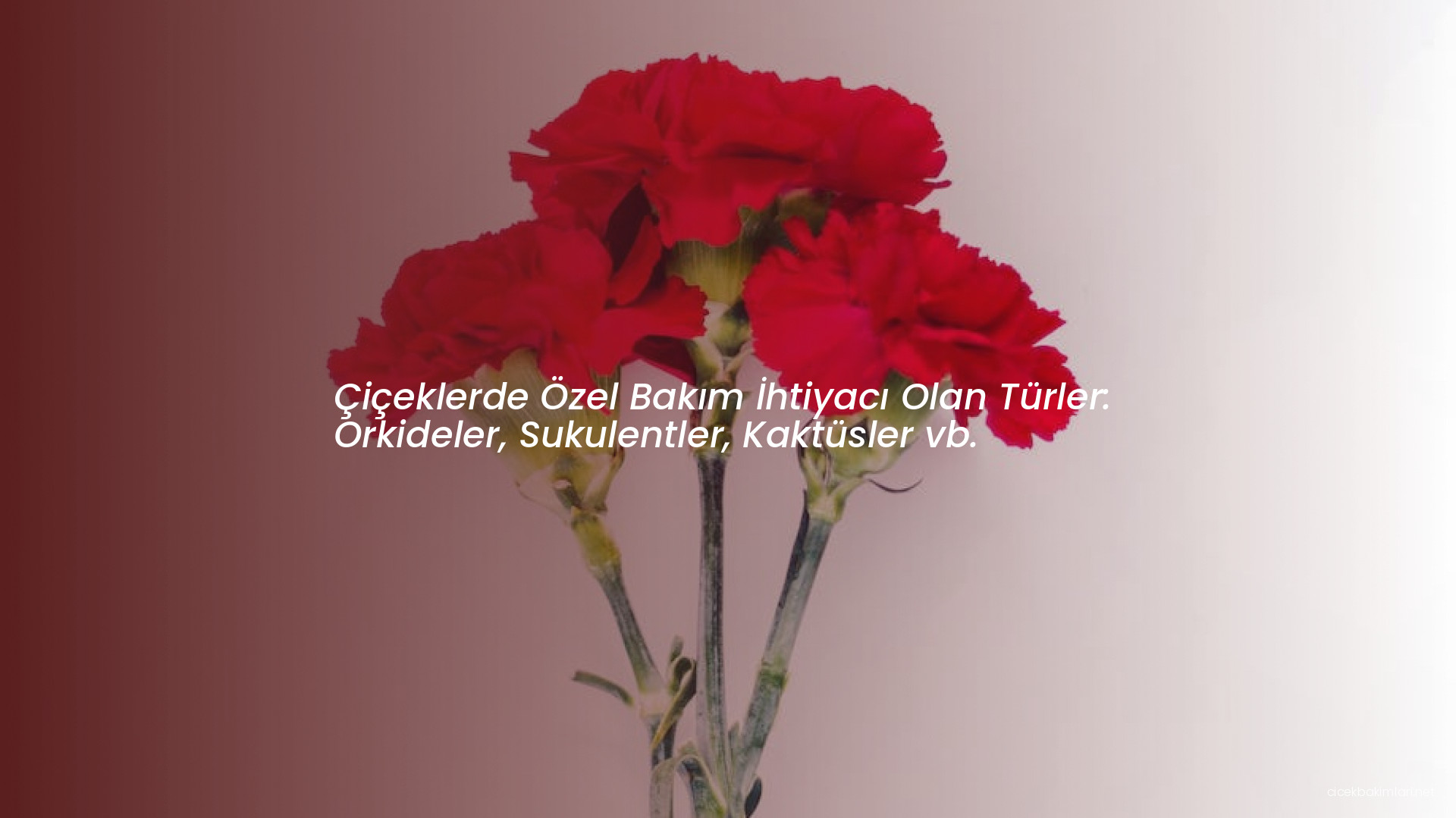 Çiçeklerde Özel Bakım İhtiyacı Olan Türler: Orkideler, Sukulentler, Kaktüsler vb.