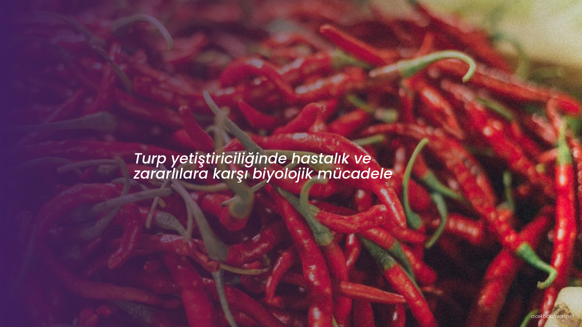 Turp yetiştiriciliğinde hastalık ve zararlılara karşı biyolojik mücadele