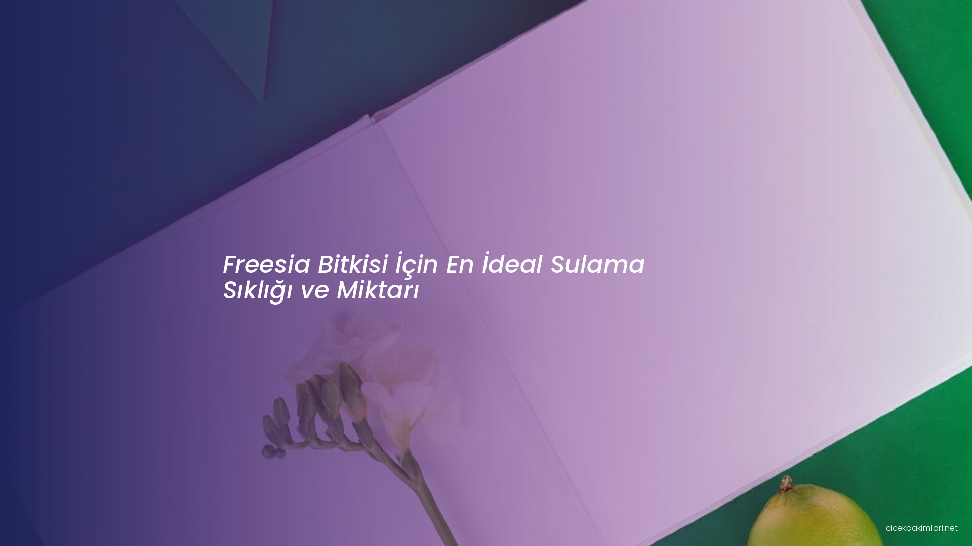 Freesia Bitkisi İçin En İdeal Sulama Sıklığı ve Miktarı