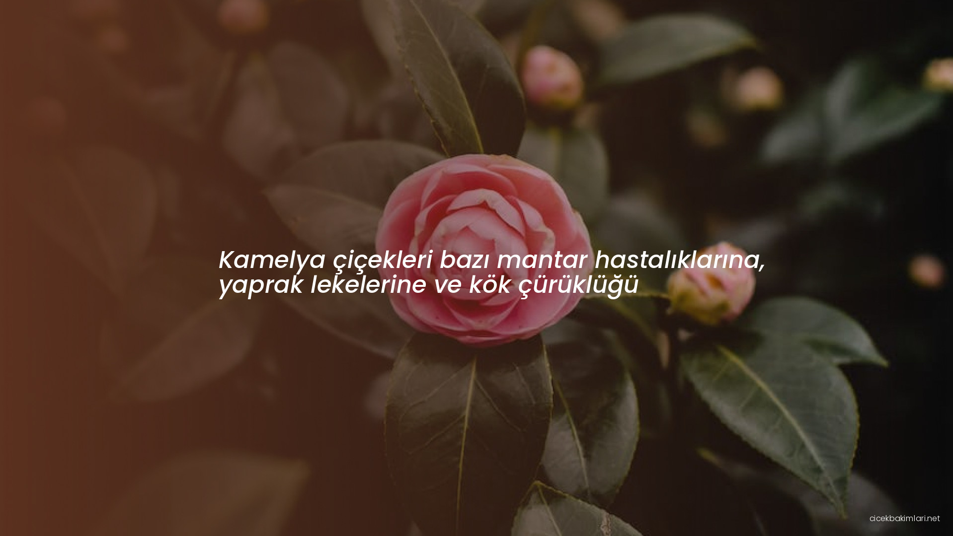 Kamelya çiçekleri bazı mantar hastalıklarına, yaprak lekelerine ve kök çürüklüğü