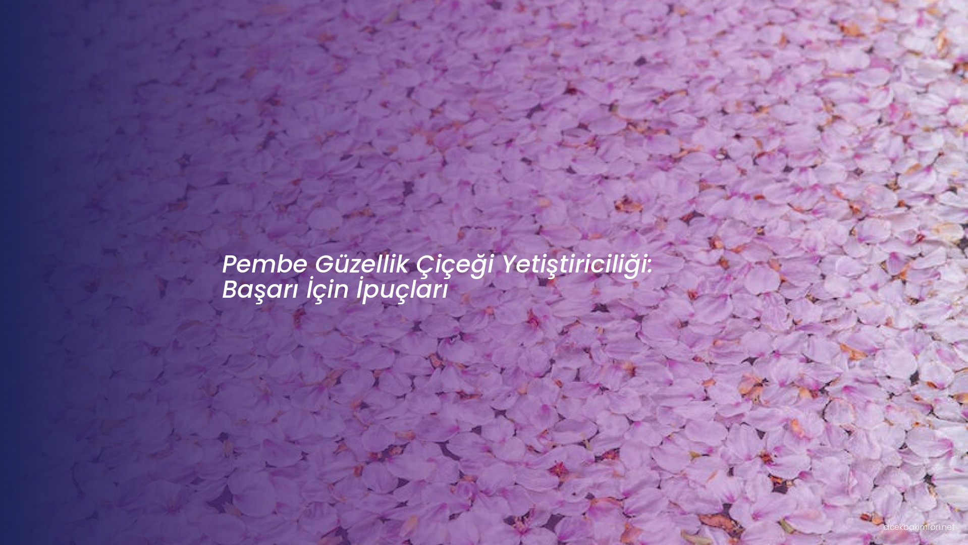 Pembe Güzellik Çiçeği Yetiştiriciliği: Başarı İçin İpuçları