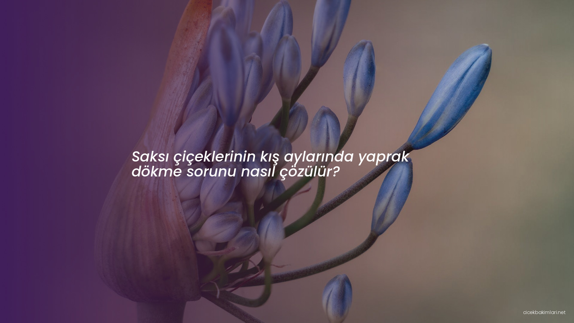 Saksı çiçeklerinin kış aylarında yaprak dökme sorunu nasıl çözülür?