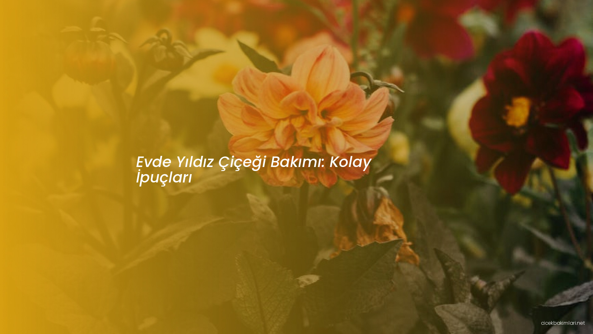 Evde Yıldız Çiçeği Bakımı: Kolay İpuçları