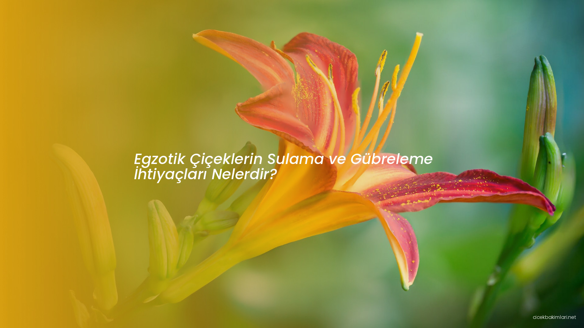 Egzotik Çiçeklerin Sulama ve Gübreleme İhtiyaçları Nelerdir?