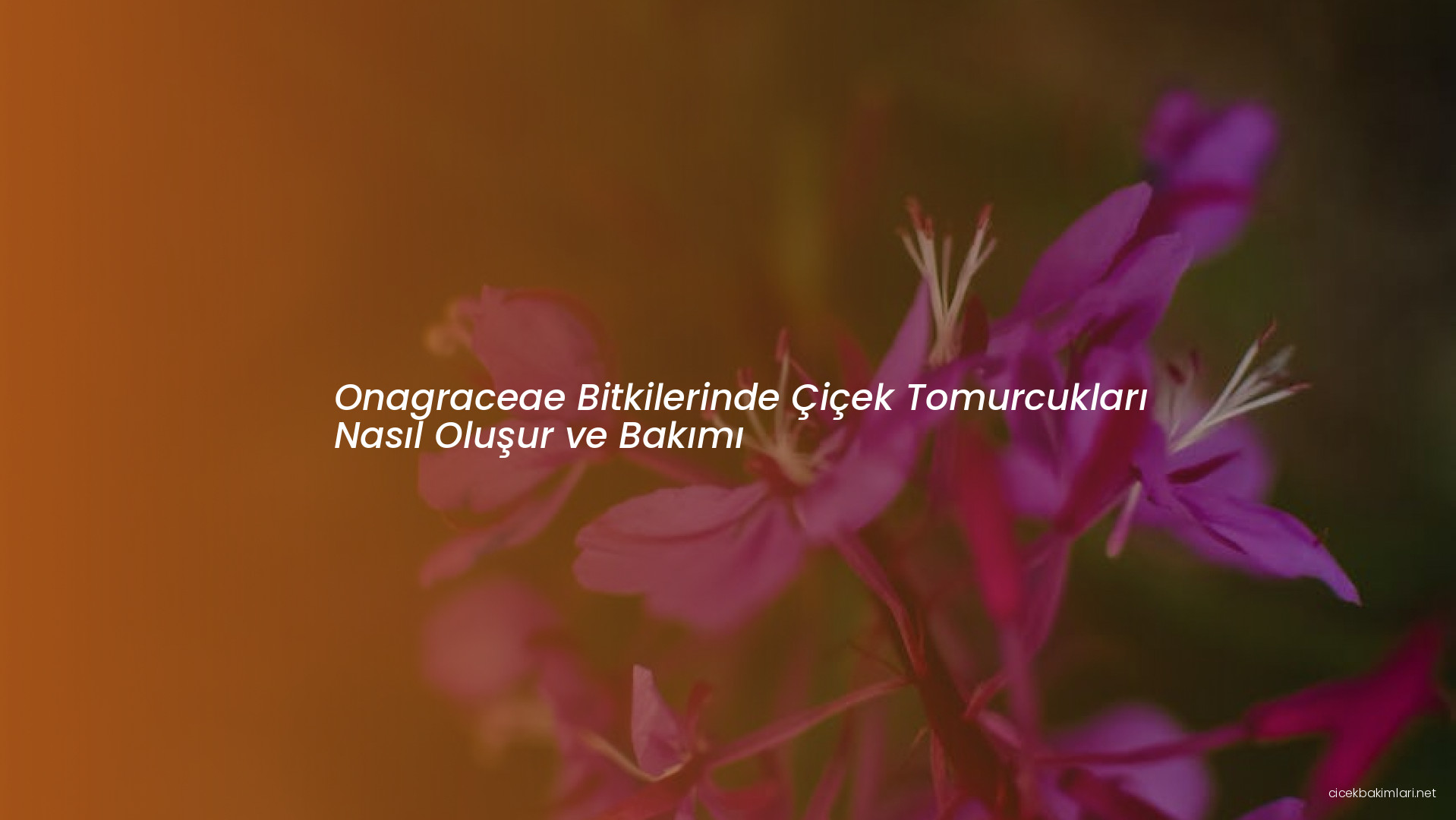 Onagraceae Bitkilerinde Çiçek Tomurcukları Nasıl Oluşur ve Bakımı