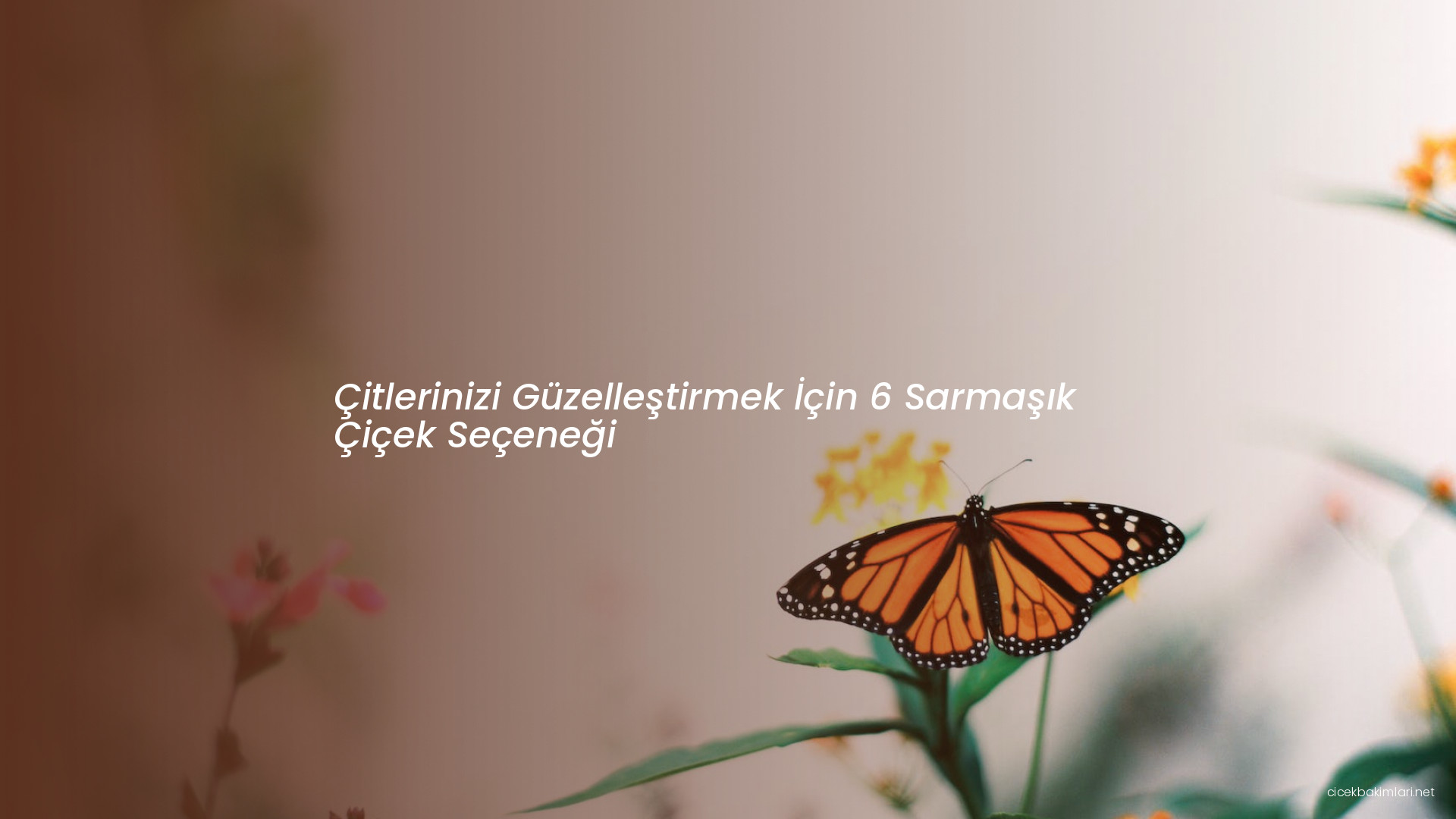 Çitlerinizi Güzelleştirmek İçin 6 Sarmaşık Çiçek Seçeneği