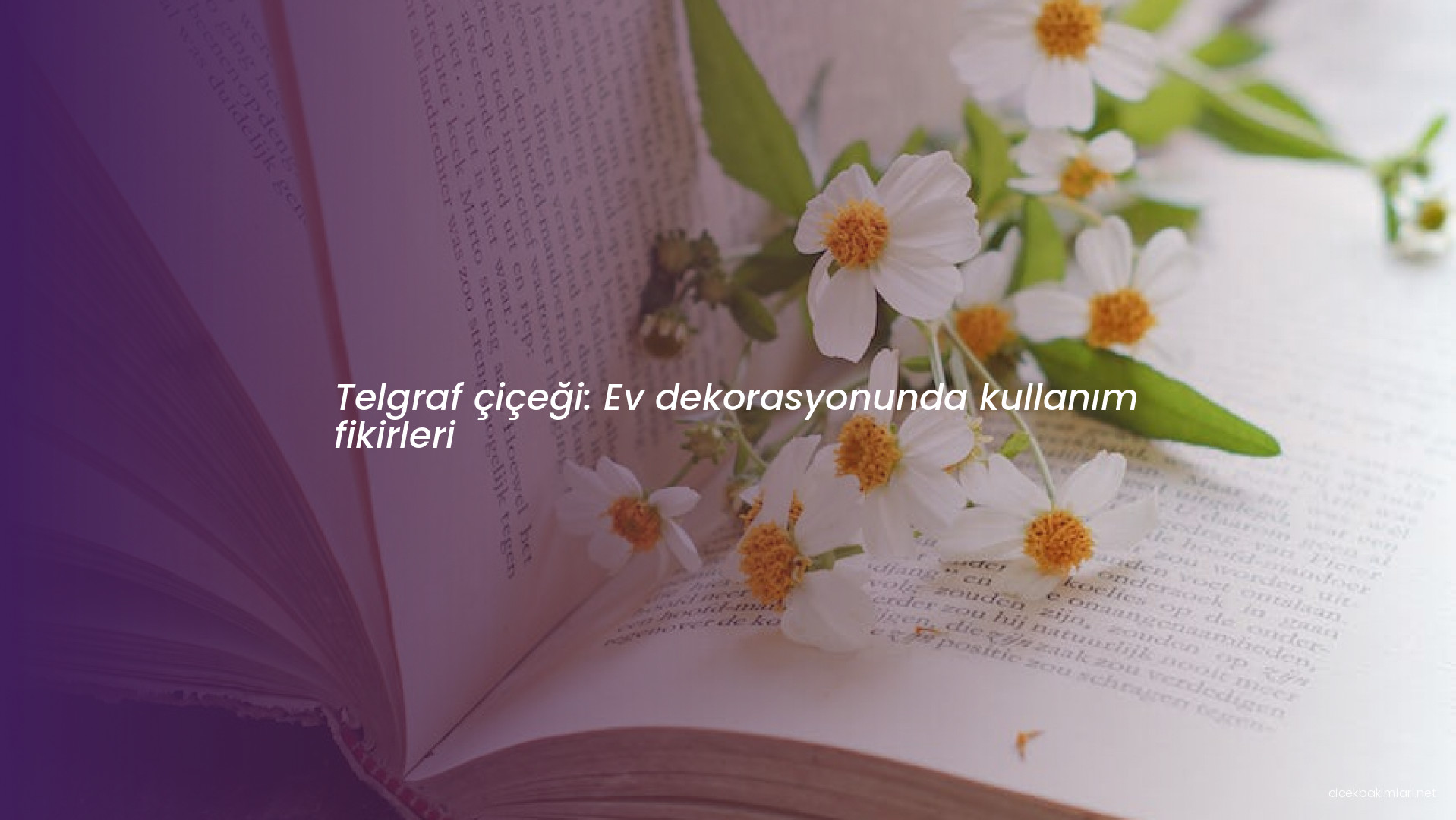 Telgraf çiçeği: Ev dekorasyonunda kullanım fikirleri