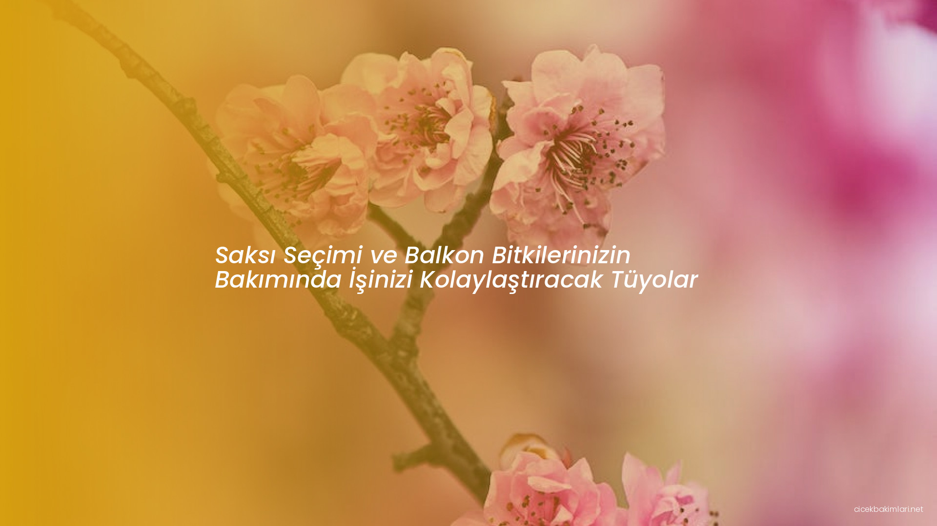 Saksı Seçimi ve Balkon Bitkilerinizin Bakımında İşinizi Kolaylaştıracak Tüyolar