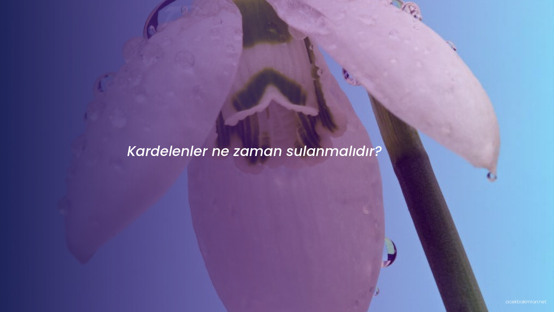 Kardelenler ne zaman sulanmalıdır?