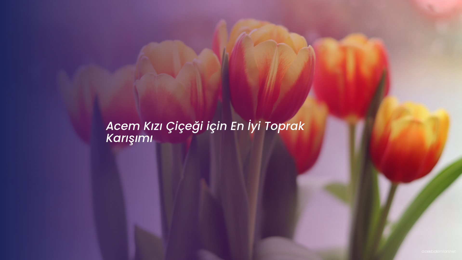 Acem Kızı Çiçeği için En İyi Toprak Karışımı